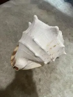 大型古代肉厚桃色法螺貝 （ピンク貝）法螺貝 ほら貝❣️コンク貝笛