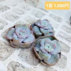 ハートソング◎多肉植物 カット苗 輸入苗 エケベリア等
