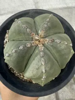 2026年最新】ランポー玉の人気アイテム - メルカリ