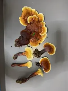 天然 生マンネンタケ 生霊芝 ！800g。 - メルカリ