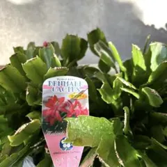 デンマークカクタス カット苗5-7種セット　お楽しみ色々たくさん❣️