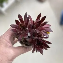 多肉植物 アエオニウム 鳳凰法師錦 抜き苗 ◎メルカリ便◎ 多肉植物 アエオニウム 鳳凰法師錦 抜き苗 ◎メルカリ便◎ - メルカリ