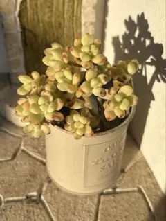 キャンディミッキー セドイデス錦 多肉植物 抜き苗 微根