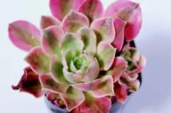 アエオニウム・Pink Ladyのサムネイル