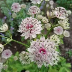 [♥花の種♡人気の宿根草♡アストランティア種20粒です♪]のサムネイル