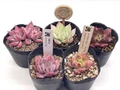 2025年最新】リンゼアナ 多肉 植物の人気アイテム - メルカリ