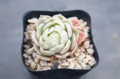 c*o様 エケベリア・Onslow斑入り