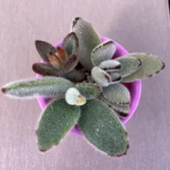 2026年最新】カランコエ 孫悟空の人気アイテム - メルカリ