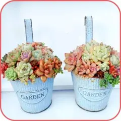 ❤多肉植物寄せ植え2鉢セット❤ そのまま飾れる サビジャンク アンティーク