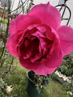 なおみ様 リクエスト 2点 まとめ商品