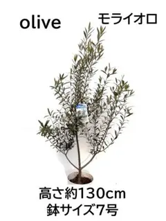 オリーブの木　モライオロ　7号　約120cm　K-379　現品掲載 オリーブの木 モライオロ 7号 約120cm K-379 現品掲載 - メルカリ