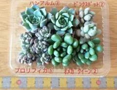 2026年最新】プロリフィカ錦の人気アイテム - メルカリ
