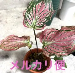カラジウム ピンクシンフォニーのサムネイル