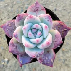 2026年最新】ホーリンゼ 多肉の人気アイテム - メルカリ