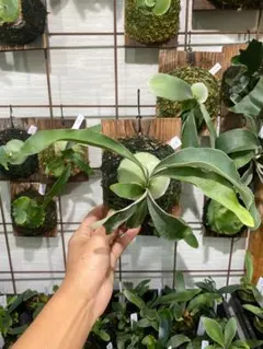 2025年最新】ベイチー 3rdの人気アイテム - メルカリ