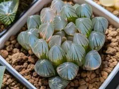 2026年最新】ブラックオブツーサ錦の人気アイテム - メルカリ