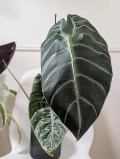 アロカシア ヒールマニア　観葉植物のサムネイル