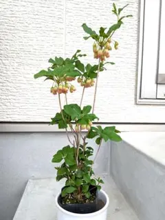 牡丹桜様 リクエスト 2点 まとめ商品