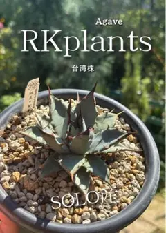 ⭐️激レア株⭐️ 桃花塢 HU PLANTS 産アガベ - メルカリ