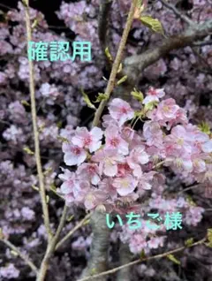 ご依頼品】メラレウカ コットンキャンディ 苗木 ピンクの花色 - メルカリ