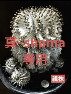 ☆極上品☆ゼブラホリダ　関上ホリダ　ホリダ　幅7.2cm 白衣ホリダ　オベサ ゼブラ白衣ホリダ A3328☆ユーフォルビア ホリダ 多肉植物☆浦部