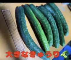 訳あり きゅうり 3キロ 長なす 3．5キロ - メルカリ