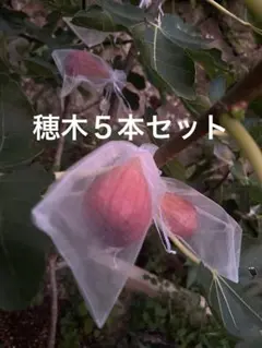 2025年最新】イチジク穂木の人気アイテム - メルカリ