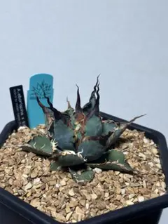 エボリBB アガベエボリスピナ×BB