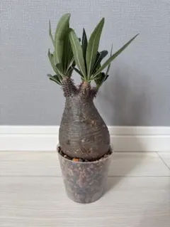 パキポニュウム　グラキリス現地球 ベアルート株　2株セット販売 Yahoo!オークション -「パキポディウム ベアルート」の落札相場