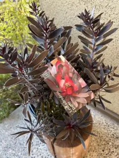 2025年最新】リューカデンドロ デュリフの人気アイテム - メルカリ