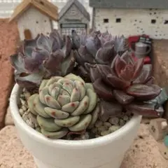 ☆チーズブルーベリー♪☆多肉植物【カット苗】 - メルカリ