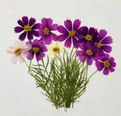 Item thumbnail for item 1a6399a5-c978-4363-a007-7d9e3ae1c8fb