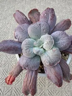 サツマイモ様 リクエスト 3点 まとめ商品