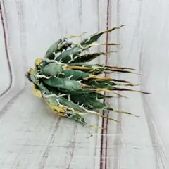 49 アガベ ユタエンシス エボリスピナ ホワイトスパイン - メルカリ