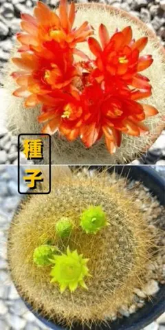 2025年最新】雪晃 サボテンの人気アイテム - メルカリ