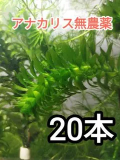 2026年最新】アナカリスの人気アイテム - メルカリ