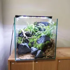 滝から実際に水の流れる苔テラリウム　はなはなはなこ Yahoo!オークション - 滝の流れる苔テラリウム コケリウム