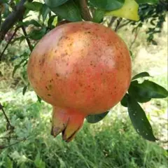 ザクロ　甘い柘榴　苗木　1本のサムネイル