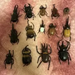 リアル昆虫フィギュア14体セット