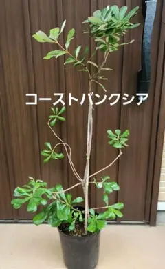 バンクシア グランディス 鉢植えZ 苗 オージープランツ ドライガーデン