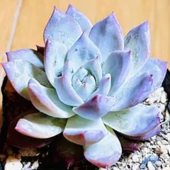 多肉植物❣️ブルーバード❣️韓国苗育成 抜き苗 f152のサムネイル