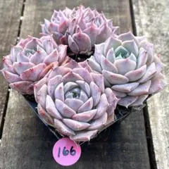 ちび［プロフ必読❢12月末までお値引き中様 リクエスト 2点 まとめ商品