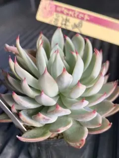 2026年最新】おらいさん苗 桜鬼の人気アイテム - メルカリ