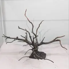 2025年最新】スマトラウッドの人気アイテム - メルカリ