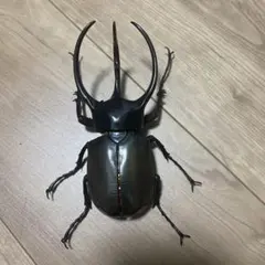 いきもの大図鑑シリーズ　カルコソマ　フルセットのサムネイル