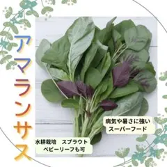 ●アマランサスリーフ　ミックス種約500粒　スプラウト　ベビーリーフサラダ彩りにのサムネイル