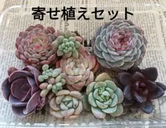 多肉植物★大苗含む エケベリア　ロココ入り 韓国苗　9株　寄せ植え ❹★多肉弁当