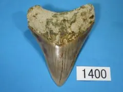 2025年最新】サメの歯レプリカの人気アイテム - メルカリ