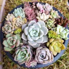 ちまちま寄せ植え　エケベリア　セダム寄せ植えセット　　多肉植物