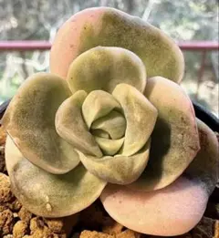 e*u様 s640新入荷　ラブリーローズ　エケベリア　多肉植物　撮影1月21日